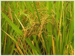 dhaan kheti