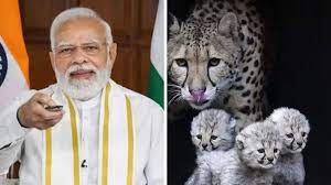 पीएम मोदी करेंगे चीता परियोजना का शुभारंभ 