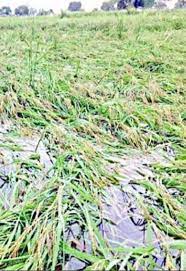 अतिवृष्टि से प्रभावित पीड़ितों की सहायता 